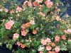 Sidabražolė krūminė 'Glamour Girl' (lot. Potentilla fruticosa) Sidabražolė krūminė 'Glamour Girl' (lot. Potentilla fruticosa)